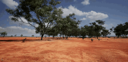 Kangaroo wildlife roaming the outback
